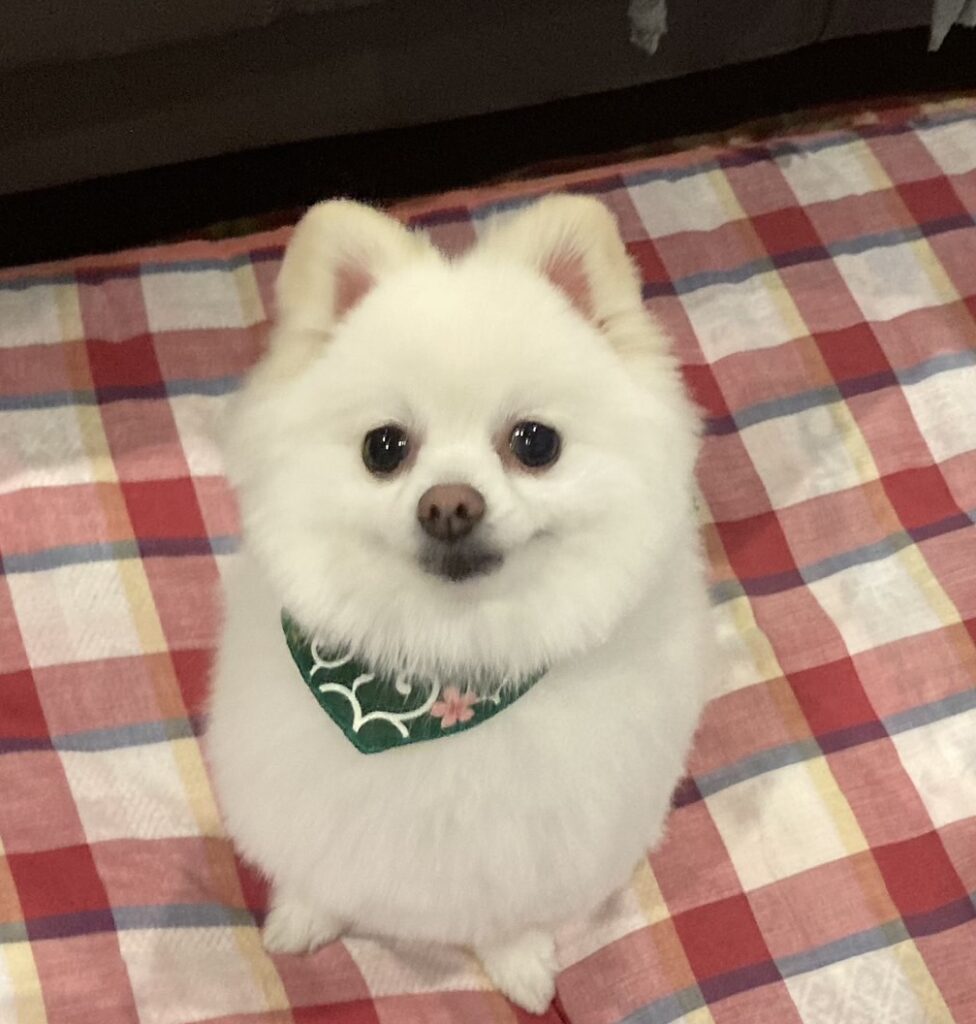 従業員のワンちゃんです。